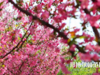 鄭州大學師范學院主校區(qū)2023年報名條件、招生要求、招生對象