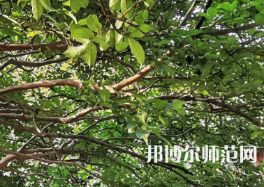 湖南師范大學(xué)2023年報(bào)名條件、招生要求、招生對象