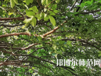 湖南師范大學(xué)2023年報名條件、招生要求、招生對象